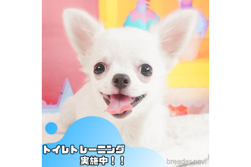 成約済の静岡県のチワワ(スムースコート)-345709の1枚目