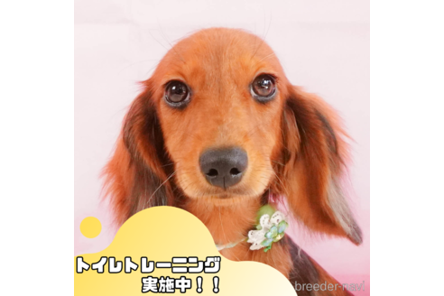 成約済の静岡県のミニチュアダックスフンド(ロングヘアード)-345714の1枚目