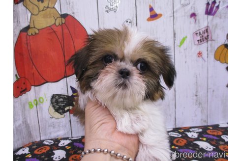 成約済の鳥取県のシーズー-341380の2枚目