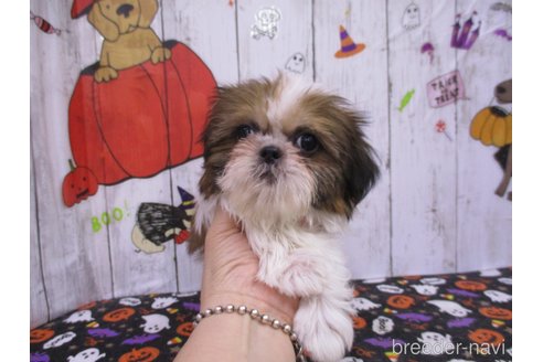 成約済の鳥取県のシーズー-341380の3枚目