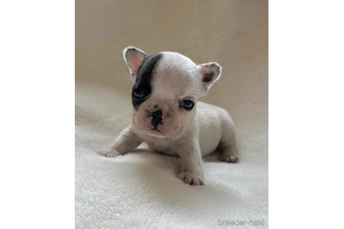 成約済の山口県のフレンチブルドッグ-345728の1枚目