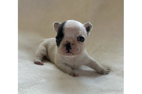 成約済の山口県のフレンチブルドッグ-345728の2枚目