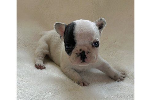 成約済の山口県のフレンチブルドッグ-345728の4枚目