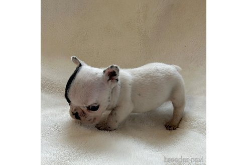 成約済の山口県のフレンチブルドッグ-345728の3枚目