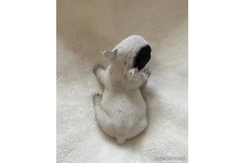 成約済の山口県のフレンチブルドッグ-345728の5枚目