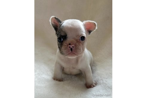 成約済の山口県のフレンチブルドッグ-345730の1枚目