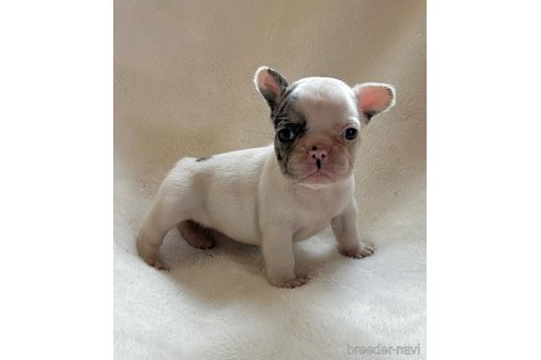 成約済の山口県のフレンチブルドッグ-345730の4枚目