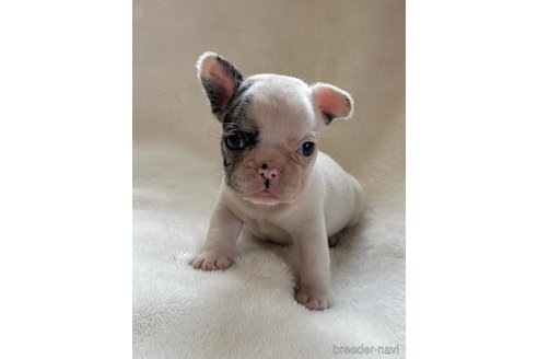 成約済の山口県のフレンチブルドッグ-345730の5枚目