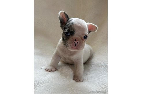 成約済の山口県のフレンチブルドッグ-345730の2枚目