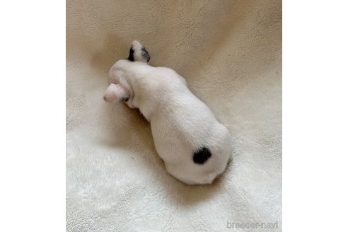 成約済の山口県のフレンチブルドッグ-345730の3枚目