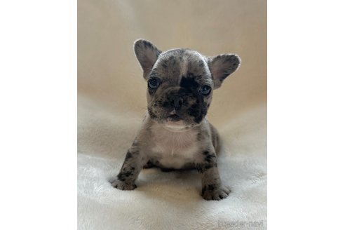 成約済の山口県のフレンチブルドッグ-345734の15枚目