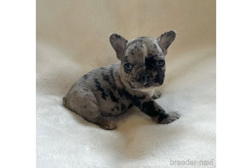 成約済の山口県のフレンチブルドッグ-345734の13枚目