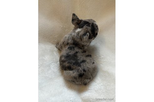 成約済の山口県のフレンチブルドッグ-345734の11枚目