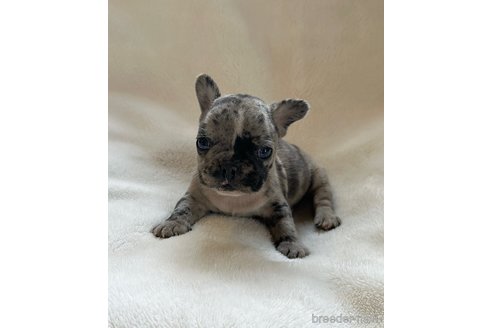 成約済の山口県のフレンチブルドッグ-345734の12枚目