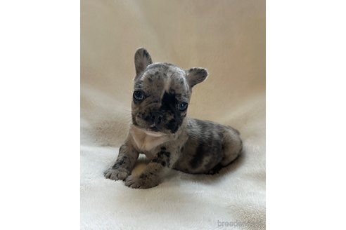 成約済の山口県のフレンチブルドッグ-345734の14枚目