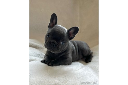 成約済の山口県のフレンチブルドッグ-339902