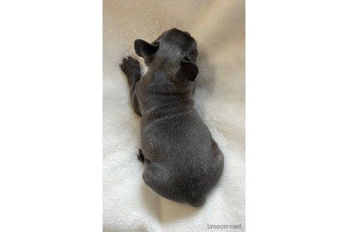 成約済の山口県のフレンチブルドッグ-339902の2枚目