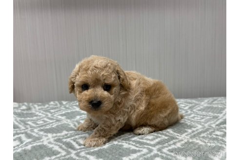 成約済の東京都のタイニープードル-345576の3枚目