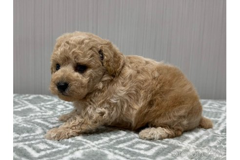 成約済の東京都のタイニープードル-345576の4枚目