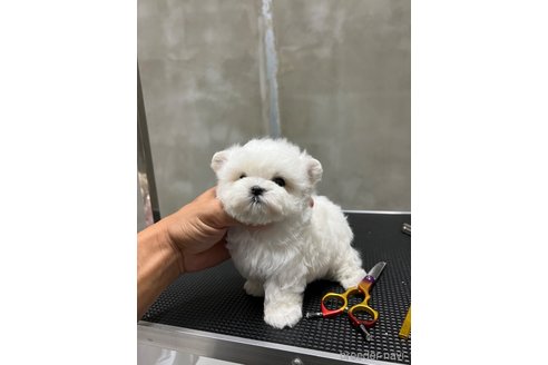 成約済の沖縄県のミックス犬-345738の13枚目