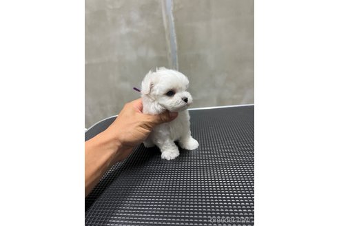 成約済の沖縄県のミックス犬-345738の11枚目