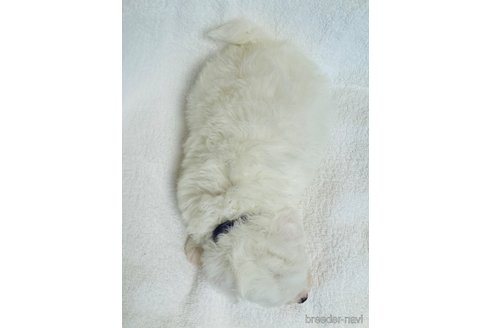 成約済の徳島県のビションフリーゼ-345741の3枚目