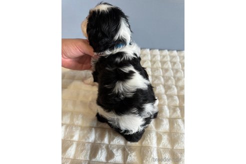成約済の徳島県のその他の犬種-345744の3枚目