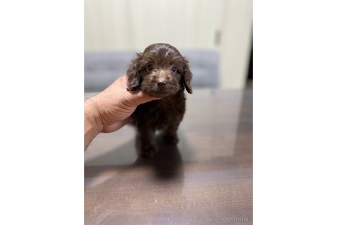 成約済の静岡県のミックス犬-345749の2枚目