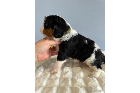 成約済の徳島県のその他の犬種-345747の3枚目