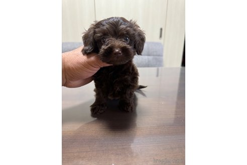 成約済の静岡県のミックス犬-345753の2枚目
