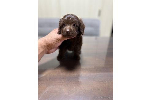成約済の静岡県のミックス犬-345753の3枚目