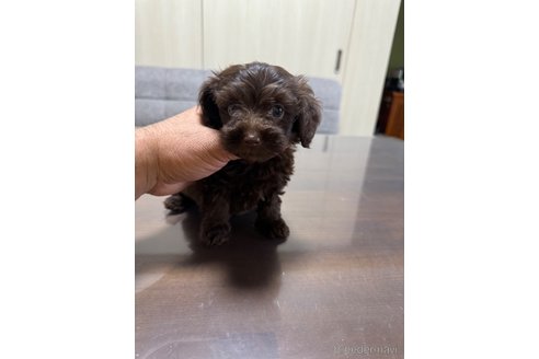 成約済の静岡県のミックス犬-345753の4枚目