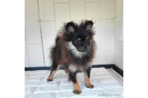 成約済の茨城県のポメラニアン-328862の14枚目