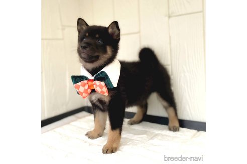 成約済の茨城県のミックス犬-343093の8枚目