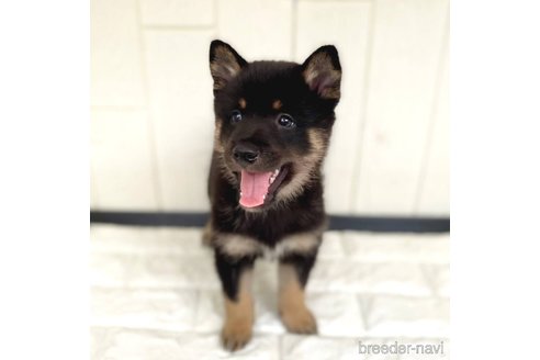 成約済の茨城県のミックス犬-343093の6枚目