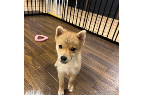 成約済の栃木県のミックス犬-333236の3枚目