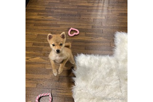 成約済の栃木県のミックス犬-333236の4枚目