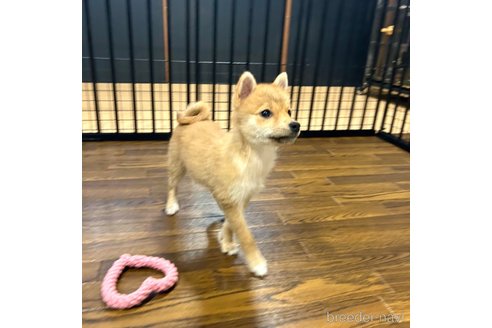 成約済の栃木県のミックス犬-333236の6枚目