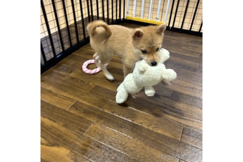 成約済の栃木県のミックス犬-333236の7枚目