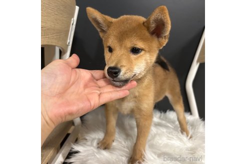 成約済の栃木県の柴犬-330572の26枚目