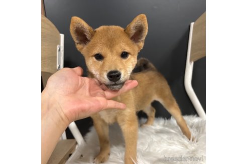 成約済の栃木県の柴犬-330572の25枚目