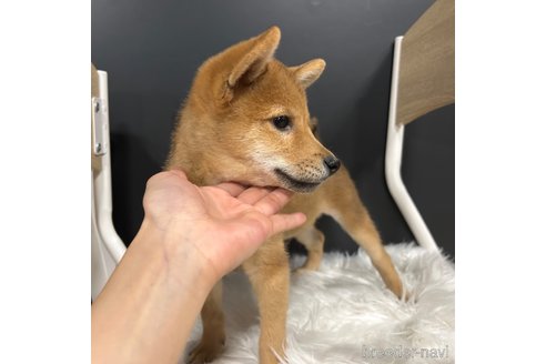 成約済の栃木県の柴犬-330572の24枚目