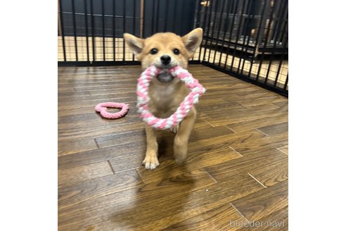成約済の栃木県の柴犬-330572の23枚目