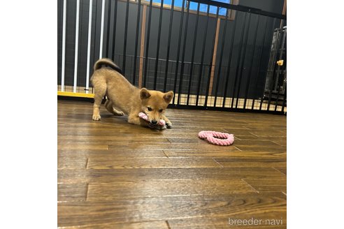 成約済の栃木県の柴犬-330572の22枚目