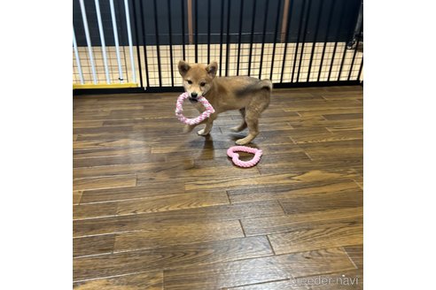 成約済の栃木県の柴犬-330572の21枚目