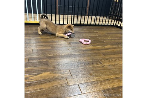 成約済の栃木県の柴犬-330572の20枚目