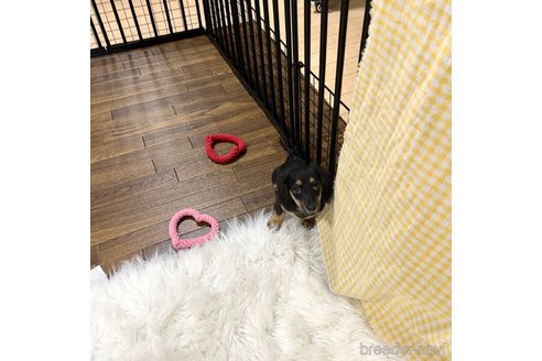 成約済の栃木県のミニチュアダックスフンド(ロングヘアード)-339717の35枚目