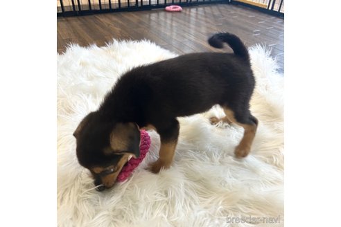 成約済の栃木県のミックス犬-339476の2枚目