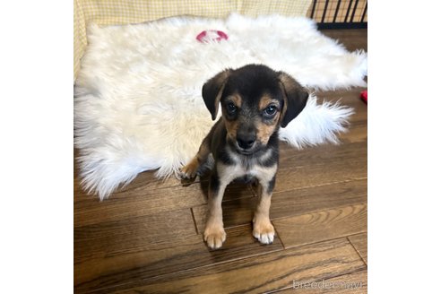 成約済の栃木県のミックス犬-339476の3枚目