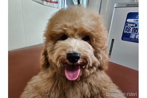 成約済の愛知県のトイプードル-331092の13枚目